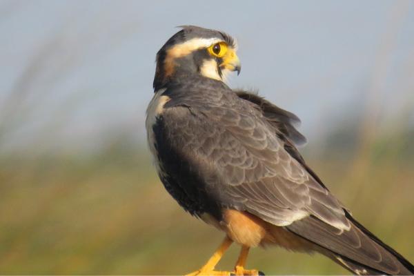 Tipos de halcones - Halcón plomizo (Falco femoralis)