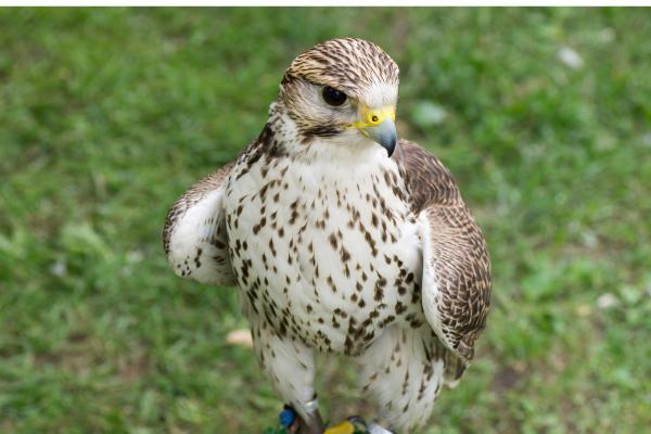 Tipos de halcones - Halcón sacre (Falco cherrug)