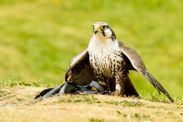 Tipos de halcones - Halcón yággar (Falco jugger)