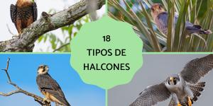 Tipos de halcones