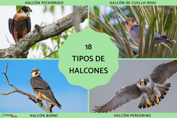 Tipos de halcones