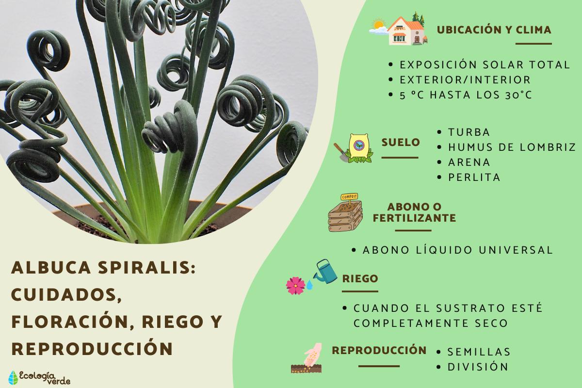 Albuca spiralis: cuidados, floración, riego y reproducción
