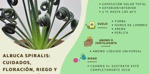 Albuca spiralis: cuidados, floración, riego y reproducción