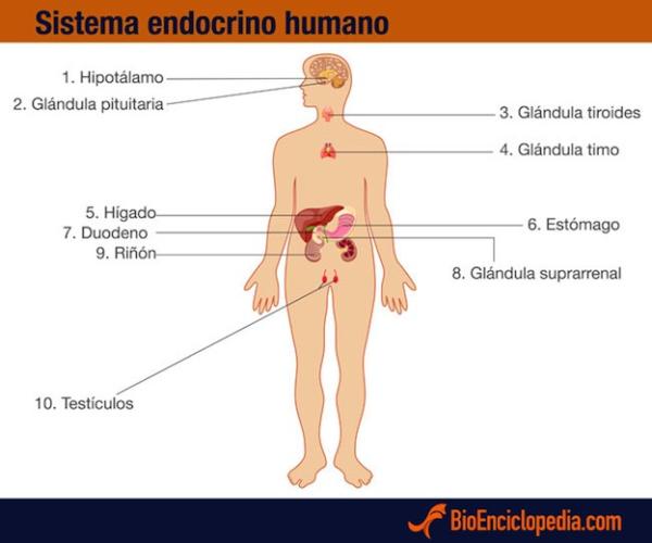 Sistema Endocrino Humano - Componentes del sistema endocrino humano