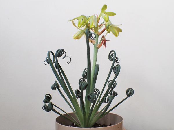 Albuca spiralis: cuidados, floración, riego y reproducción - ¿Cuáles son las características de la Albuca spiralis?