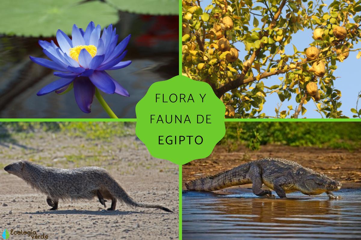 Flora y fauna de Egipto
