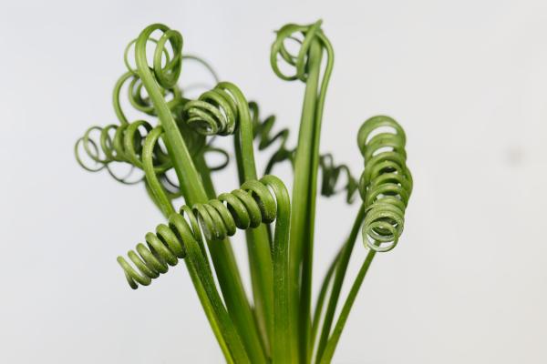 Albuca spiralis: cuidados, floración, riego y reproducción - ¿Qué enfermedades y plagas puede sufrir la Albuca spiralis? 
