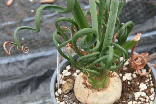 Albuca spiralis: cuidados, floración, riego y reproducción - ¿Qué sustrato necesita la Albuca spiralis?