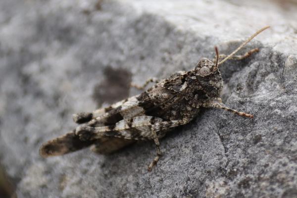 Tipos de saltamontes - Saltamontes de alas azules (Oedipoda caerulescens) 