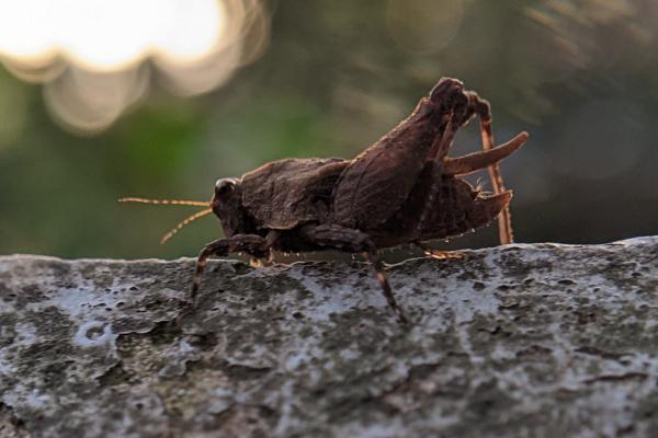 Tipos de saltamontes - Saltamontes de pasto norteamericano (Chorthoplus viridifasciata) 