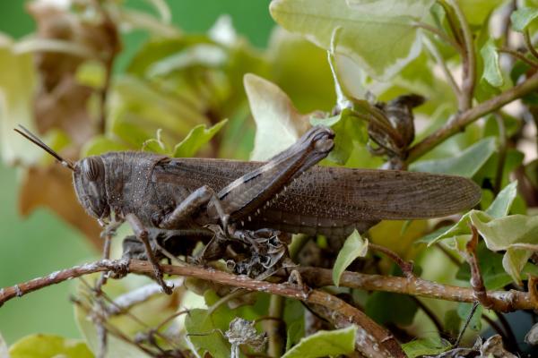 Tipos de saltamontes - Saltamontes egipcio (Anacridium aegyptium) 