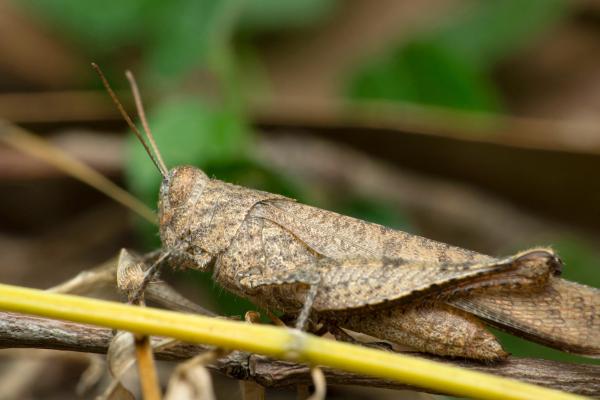 Tipos de saltamontes - Saltamontes errante (Schistocerca nitens)