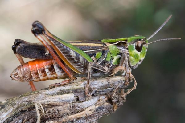 Tipos de saltamontes - Saltamontes festivo (Stenobothrus festivus) 