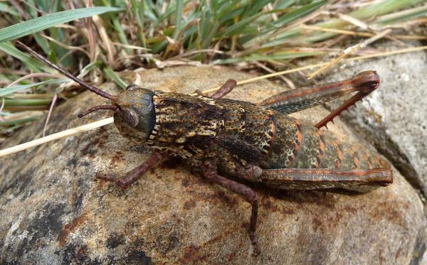 Tipos de saltamontes - Saltamontes gigante (Acinipe hesperica)