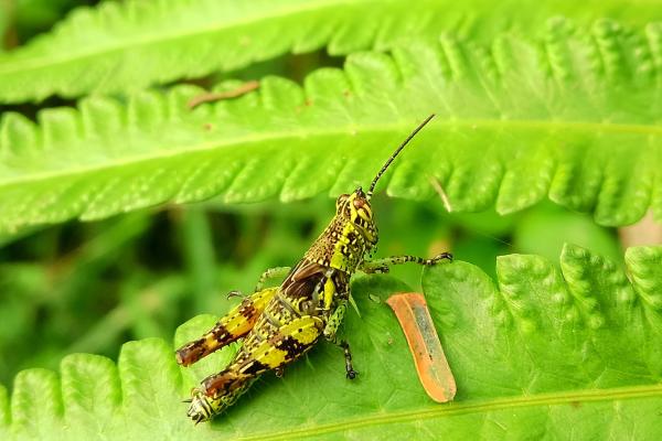Tipos de saltamontes - Saltamontes javanés (Valanga nigricornis)