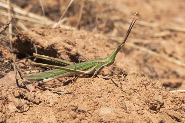Tipos de saltamontes - Saltamontes narigudo (Truxalis nasuta) 