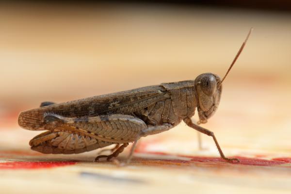 Tipos de saltamontes - Saltamontes plebeyo (Calliptamus plebeius) 