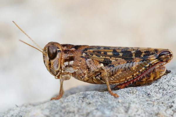 Tipos de saltamontes - Saltamontes rubio trillado (Calliptamus barbarus) 