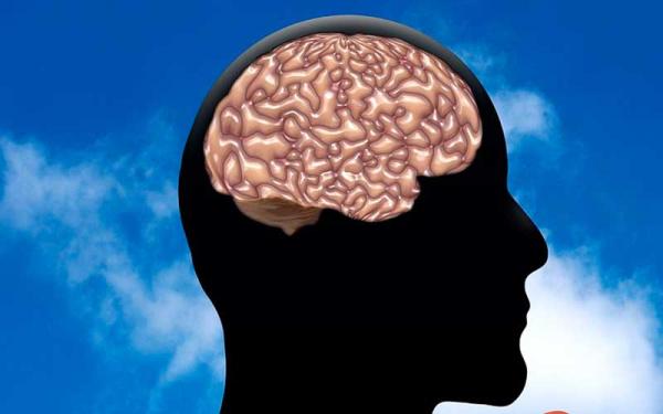 Sistema Endocrino Humano