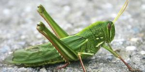 Tipos de saltamontes