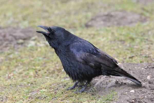 Tipos de cuervos - Corneja negra (Corvus corone)