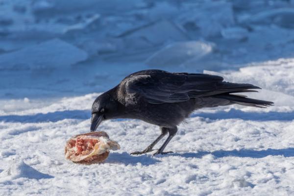 Tipos de cuervos - Cuervo americano (Corvus brachyrhynchos)