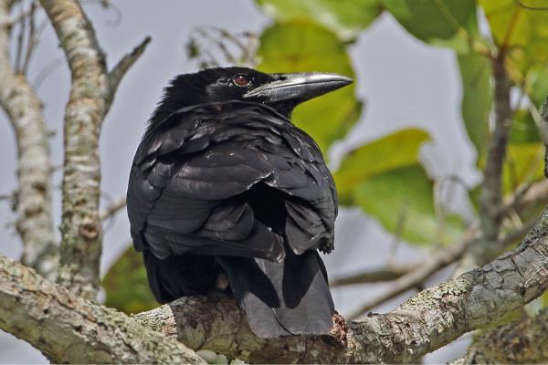 Tipos de cuervos - Cuervo cubano (Corvus nasicus)