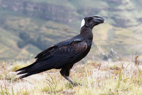 Tipos de cuervos - Cuervo de pico grande (Corvus crassirostris)