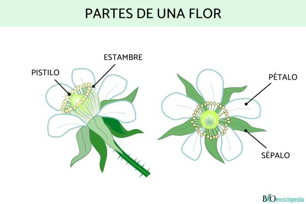 Partes de una planta - Flor