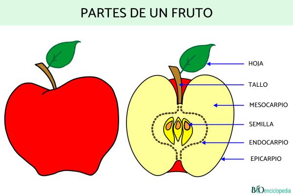 Partes de una planta - Fruto