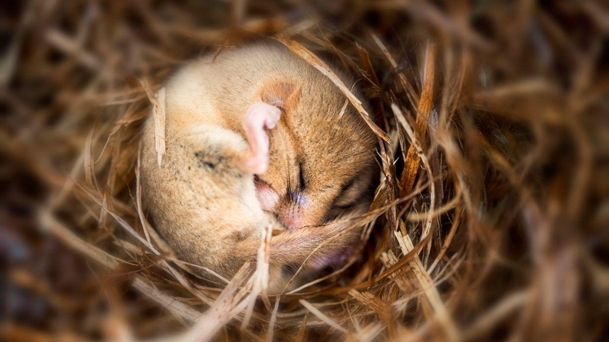 Hibernación animal: cómo sobreviven sin comer ni moverse