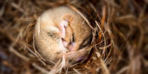 Hibernación animal: cómo sobreviven sin comer ni moverse