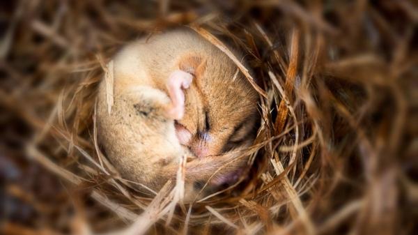 Hibernación animal: cómo sobreviven sin comer ni moverse