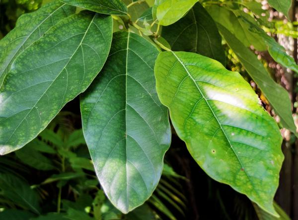 Partes de una planta - Hojas