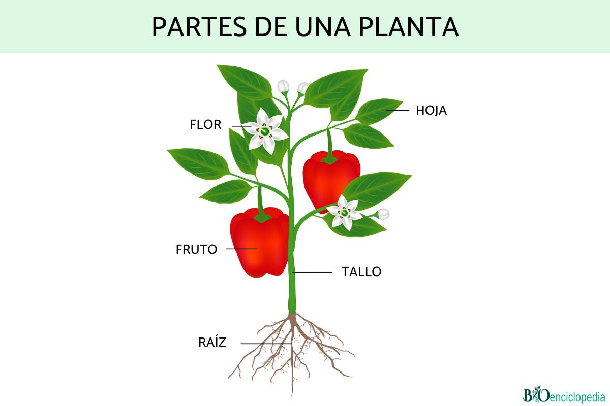 Partes de una planta