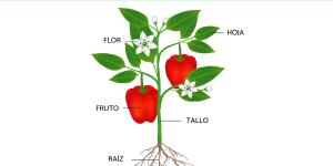 Partes de una planta