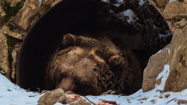 Hibernación animal: cómo sobreviven sin comer ni moverse - ¿Qué animales hibernan de verdad y cuáles pensamos que sí pero en realidad no? 