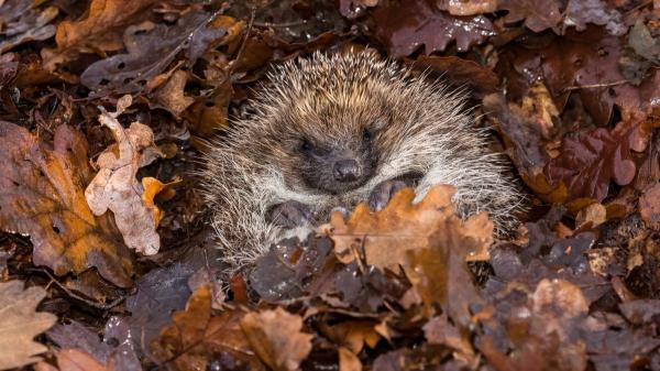 Hibernación animal: cómo sobreviven sin comer ni moverse - ¿Qué le ocurre al cuerpo de un animal cuando hiberna? 