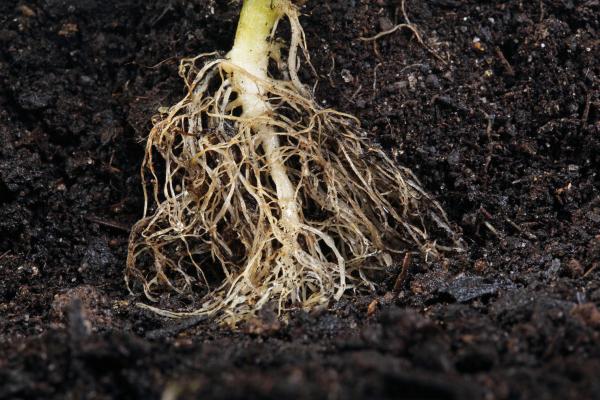 Partes de una planta - Raíces