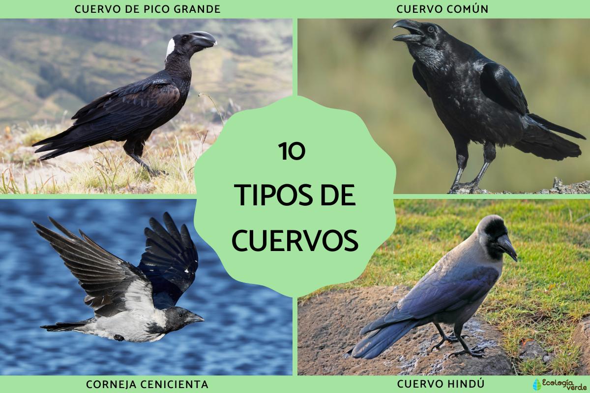 Tipos de cuervos