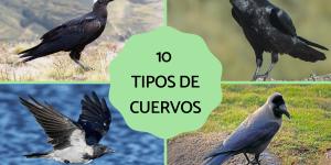 Tipos de cuervos