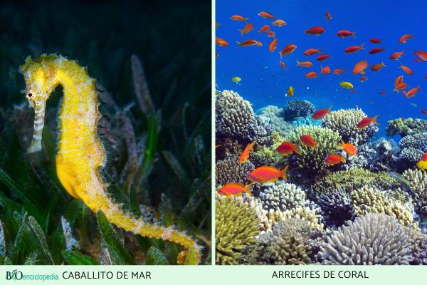 Mares: qué son, cuántos hay y características - Animales de los mares 