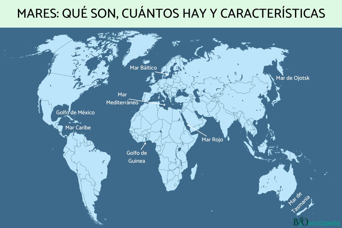 Mares: qué son, cuántos hay y características