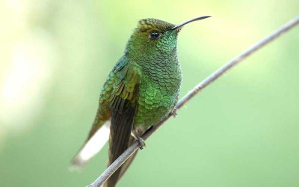Colibrí - Alimentación del colibrí