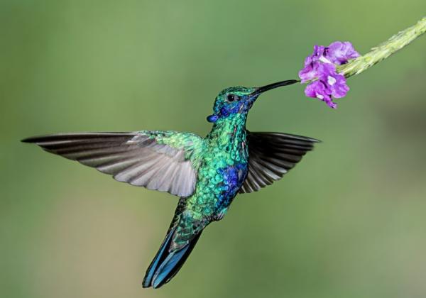Colibrí - Características del colibrí