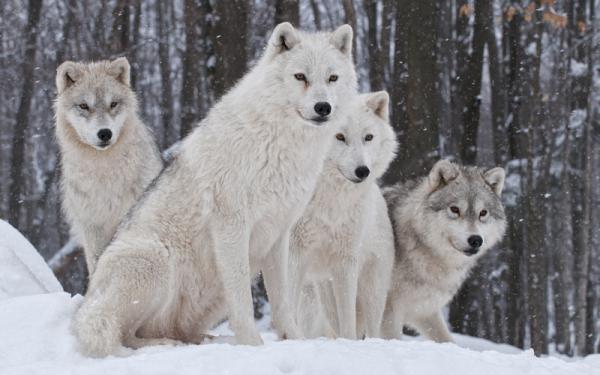 Lobo Ártico - Amenazas del lobo ártico