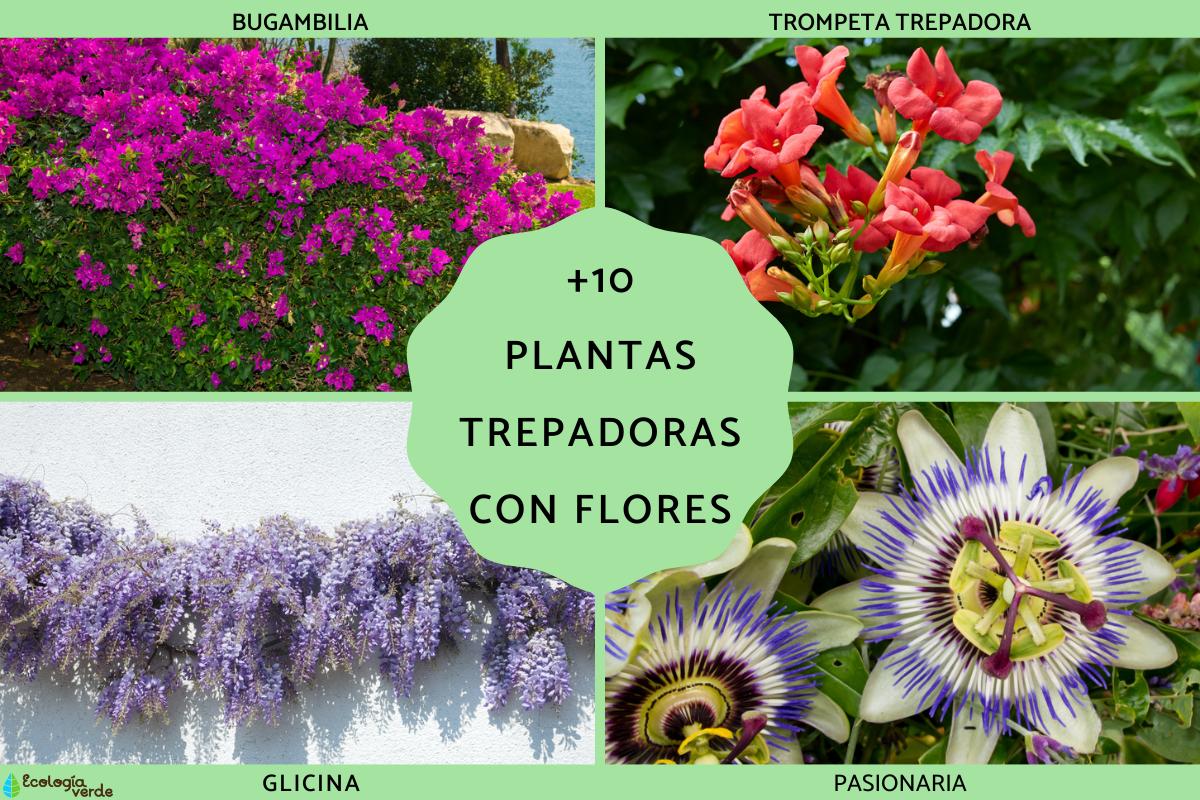 Plantas trepadoras con flores