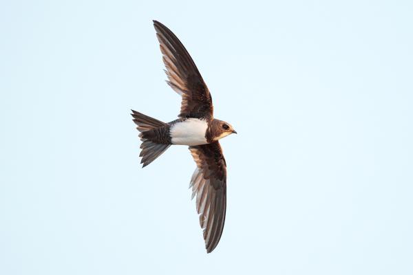 Vencejo real - Características del vencejo real 