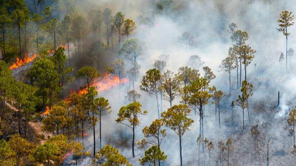 “La mayoría de los incendios forestales tienen origen humano”, advierte el ambientólogo Germán Portillo - La mayoría de los incendios no empiezan de forma natural