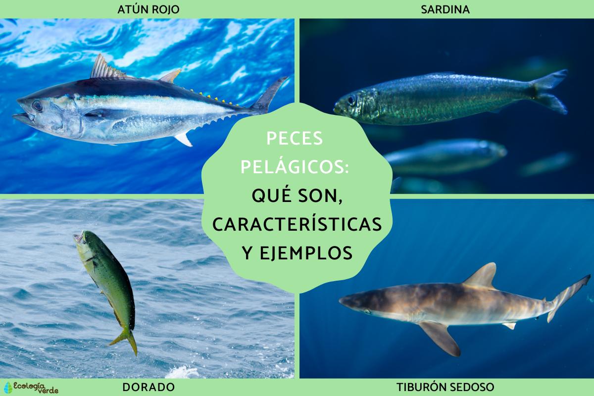 Peces pelágicos: qué son, características y ejemplos